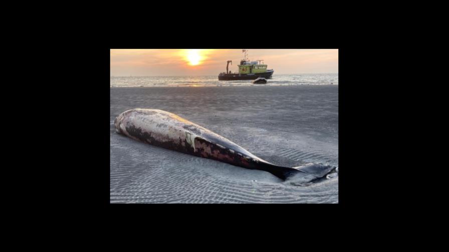 ¿Una ballena varada? Abandonar el cadáver puede ser bueno para el ecosistema