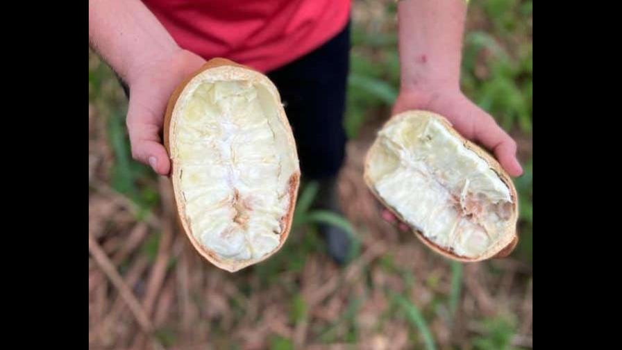 Copoazú, un superfruto amazónico para liderar la bioeconomía y reforestar