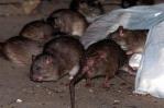Estos son los lugares de Nueva York donde hay más ratas
