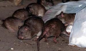 Estos son los lugares de Nueva York donde hay más ratas