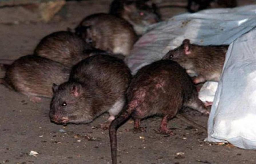 Estos son los lugares de Nueva York donde hay más ratas