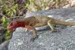 Reptiles en América Latina de menor tamaño están amenazados por la urbanización y minería