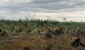 Lluvias y ventarr&oacute;n afectan fincas de pl&aacute;tano en La Vega