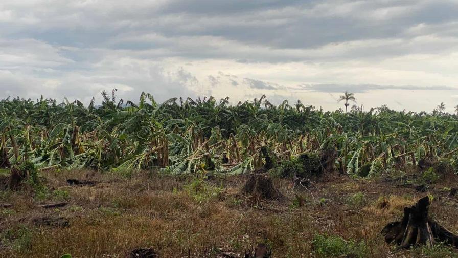 Lluvias y ventarrón afectan fincas de plátano en La Vega