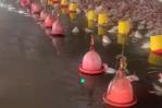 Lluvias afectaron a productores avícolas y de plátanos en el Cibao Lluvias afectaron a productores avícolas y de plátanos en el Cibao
