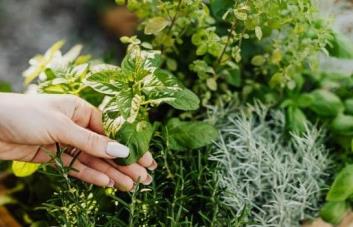 ¿Cansado de los mosquitos? Estas plantas los alejarán de ti