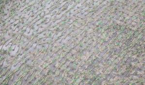 Estiman en RD$3,000 millones las pérdidas causadas por fenómenos atmosféricos en platanales del Cibao