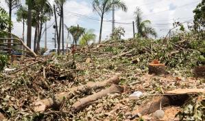 Cortan sin autorizaci&oacute;n decenas de &aacute;rboles en &aacute;rea protegida de Pantoja