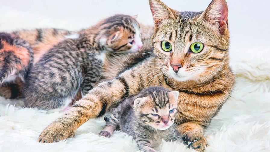 La gata se come sus crías