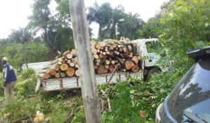 Someter&aacute;n a la justicia a director municipal de Palmarejo Villa Linda por tala de &aacute;rboles en Pantoja