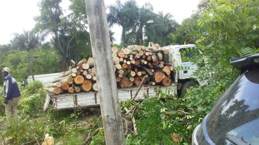 Someterán a la justicia a director municipal de Palmarejo Villa Linda por tala de árboles en Pantoja