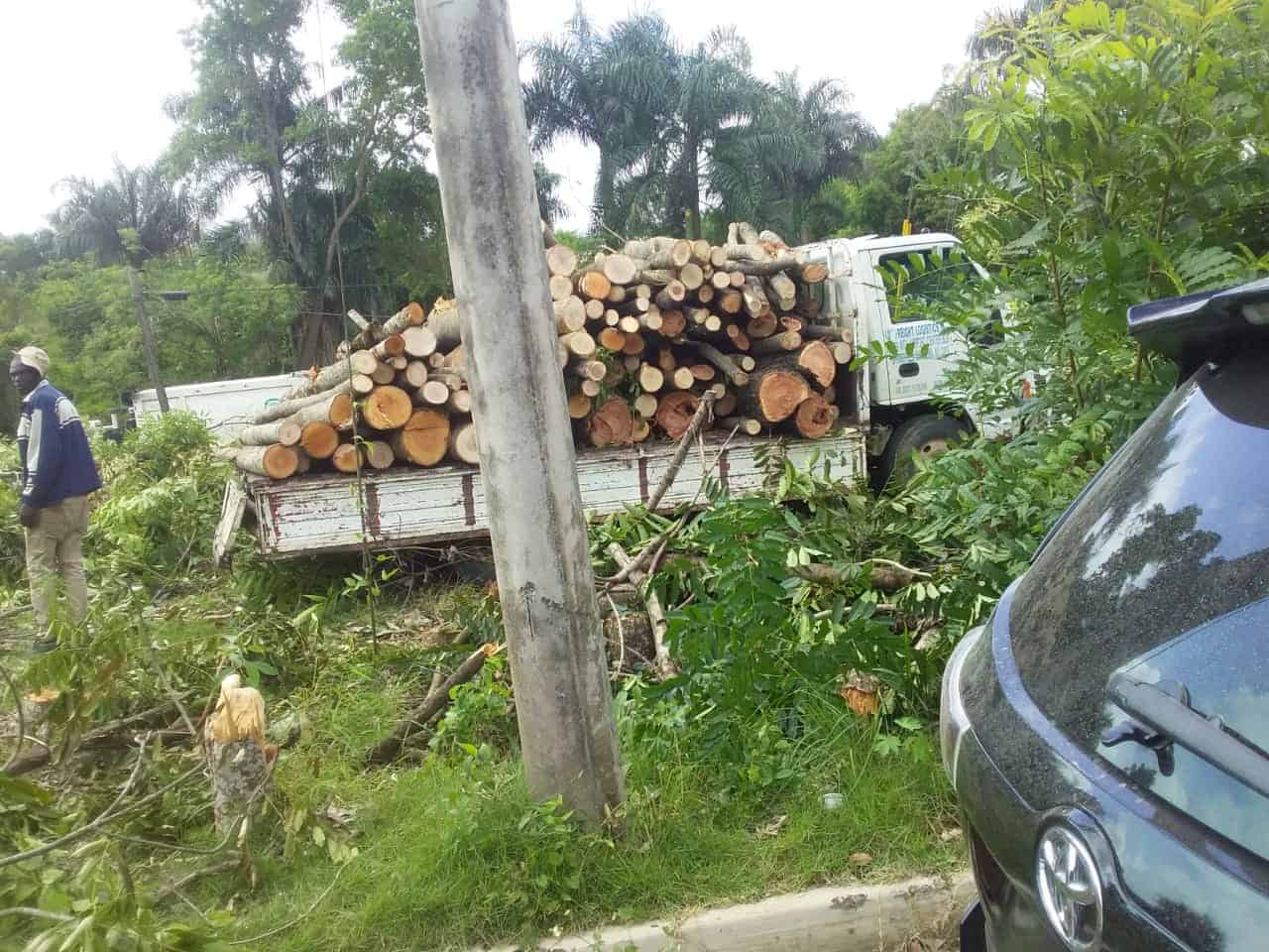 Algunos de los árboles fueron traslados del lugar