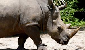 Ponen monitor de fitness a rinoceronte en Disney