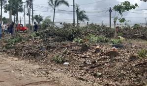 Someten a director municipal de Palmarejo Villa Linda por tala de árboles