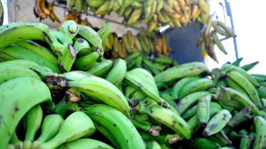 Prevén aumento en el precio del plátano por efectos de fenómenos atmosféricos