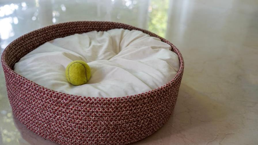 Tras estar perdido, un perro volvió a su casa y la reacción de su familia es emotiva