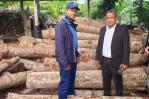 Allanan aserraderos y ocupan caobas taladas por director municipal de Palmarejo Allanan aserraderos y ocupan caobas taladas por director municipal de Palmarejo
