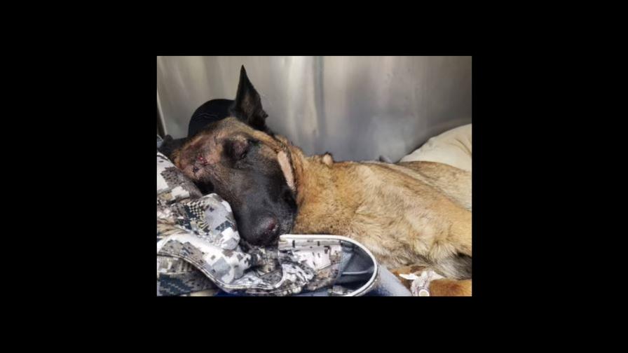 Perra defiende a su dueña del ataque de un puma en California