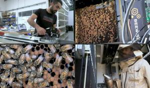 Colmenas robotizadas en Israel para preservar a las abejas