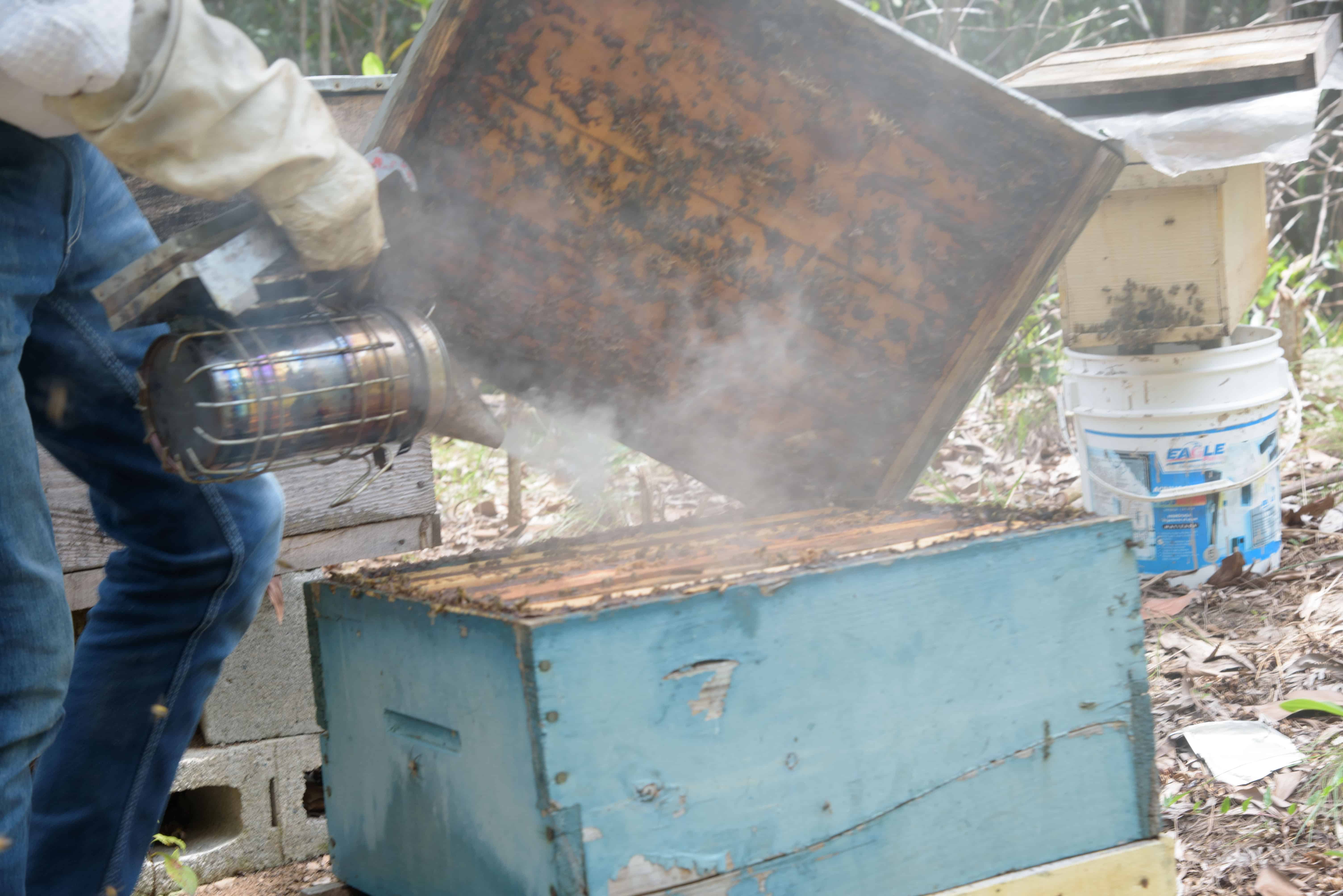 Esta fotografía de Francisco Arias muestra a Jeffrey Senior en el proceso utilizado para revisar el trabajo de las abejas o para castrarlas.