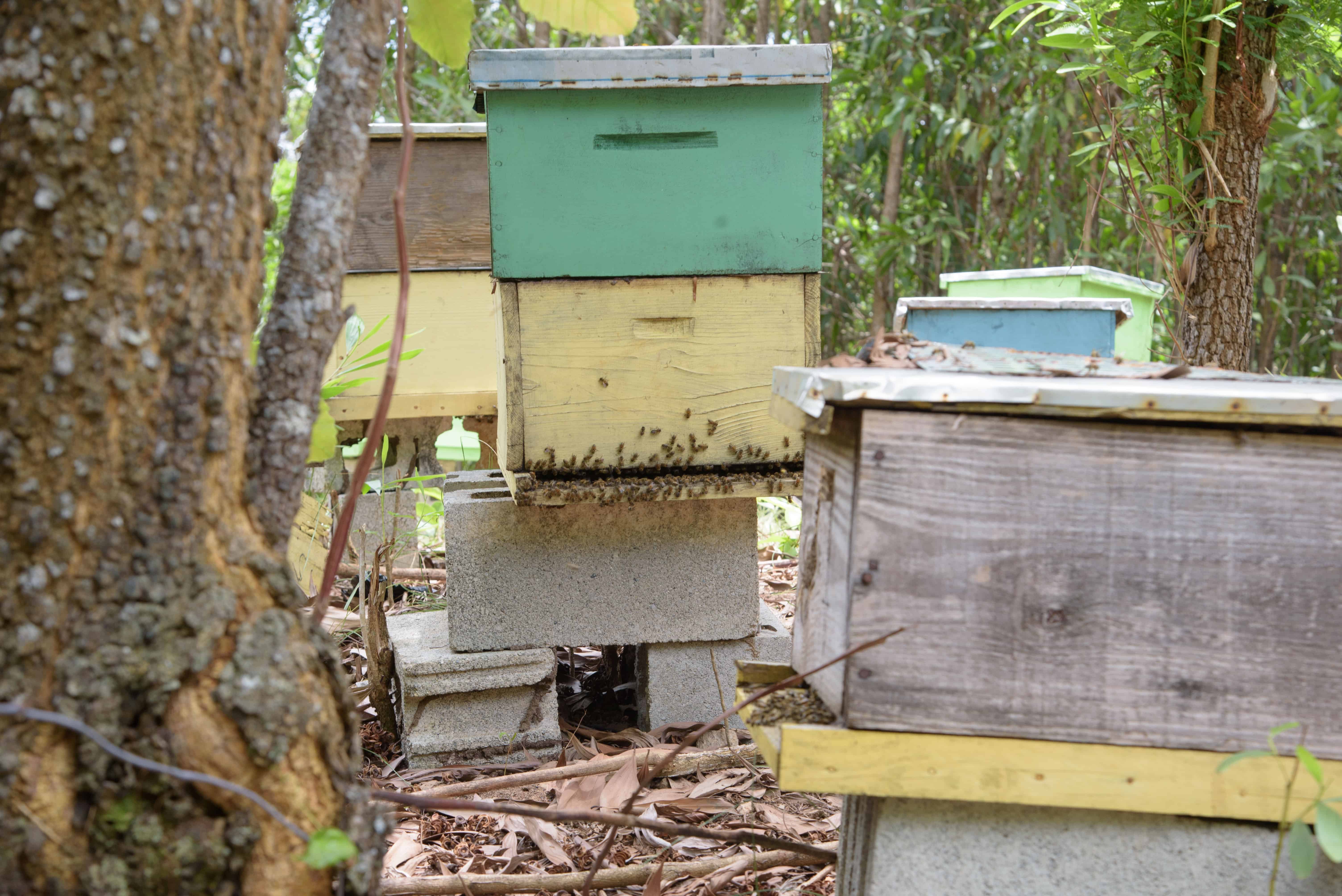 Este es uno de los apiarios adminsitrados por Bayaguana Gold.