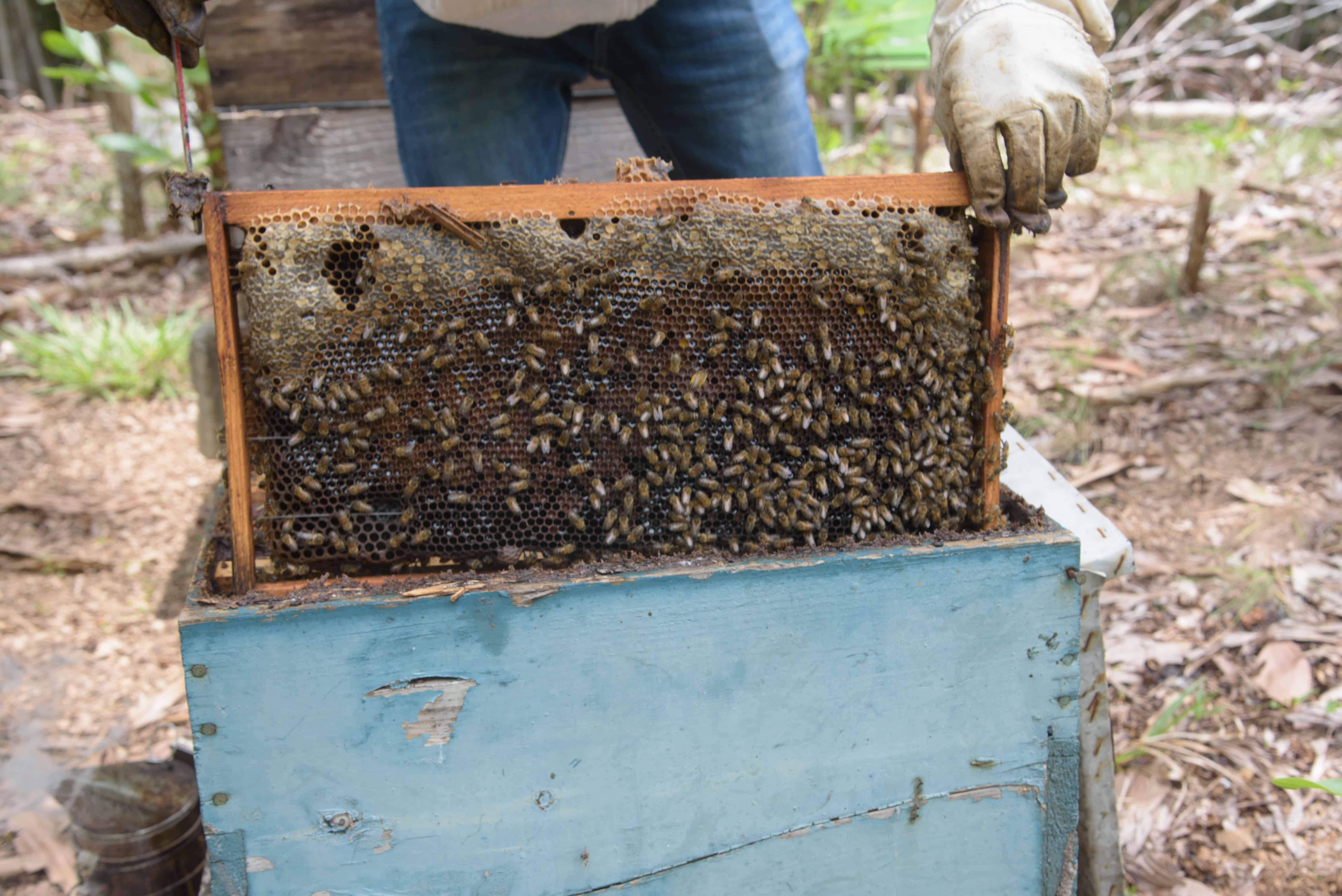 Cuando el día se inicia las abejas comienzan a salir de las colmenas y a partir de las 9:00 a.m. es más fácil revisar las cajas.  