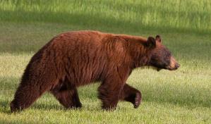 Pareja en Wisconsin mata a oso que se metió en su casa