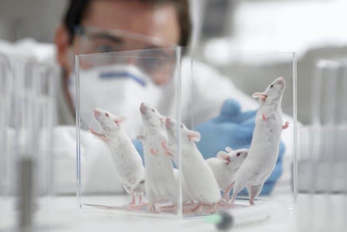 El efecto Benjamin Button: científicos logran rejuvenecer ratones
