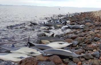 Unos 30 delfines mueren varados en área costera del noroeste de México