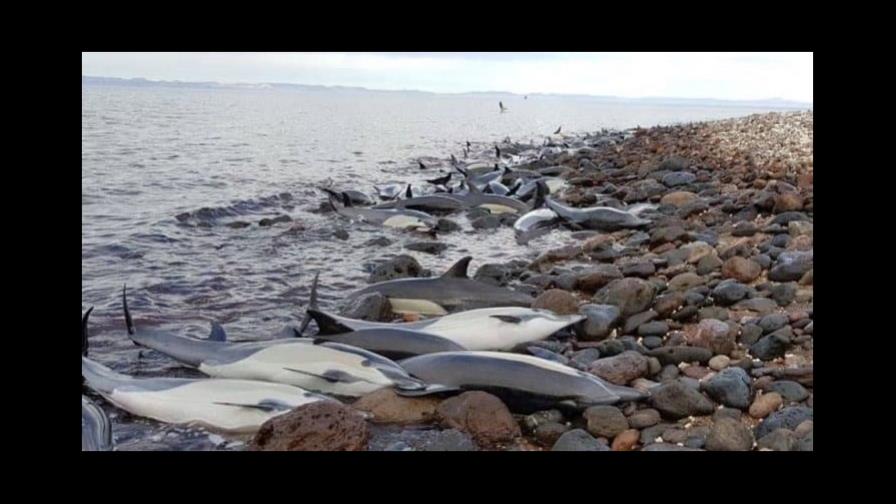 Unos 30 delfines mueren varados en área costera del noroeste de México