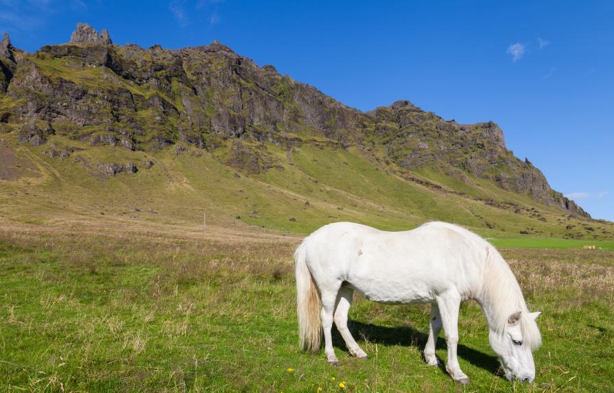 Islandia propone delegar en sus caballos la respuesta automática de correos por vacaciones