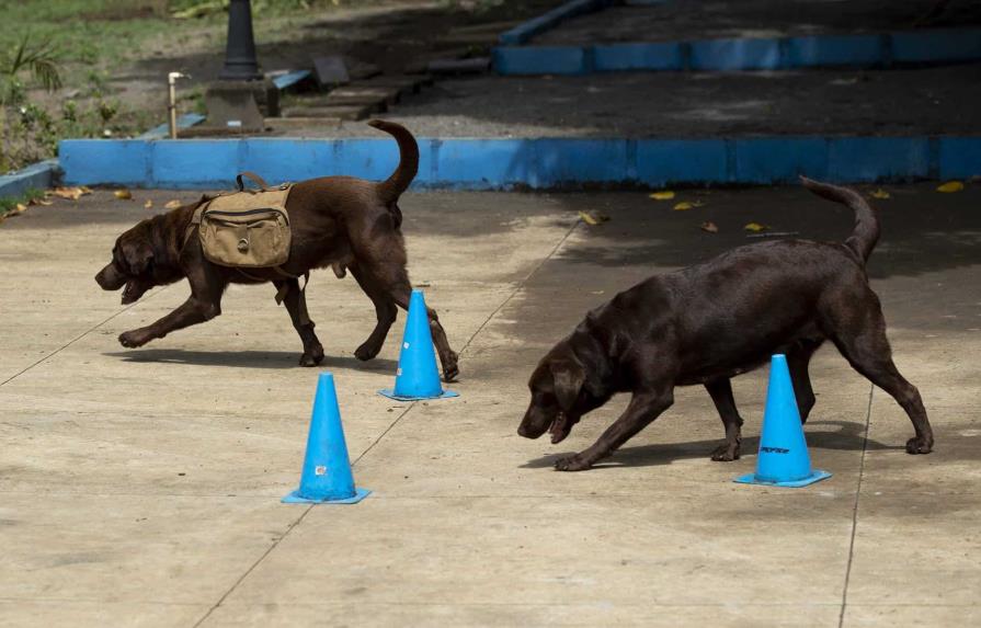 En Nicaragua una escuela ayuda a perros con problemas de socialización