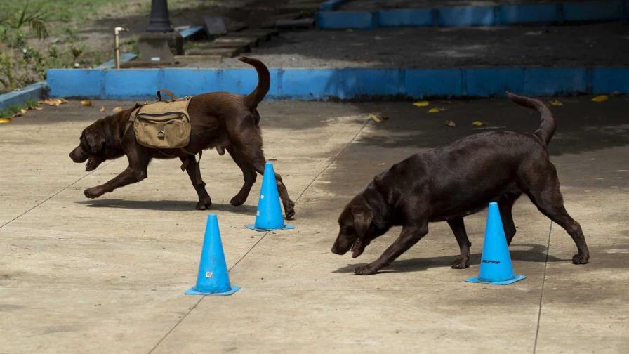 En Nicaragua una escuela ayuda a perros con problemas de socialización