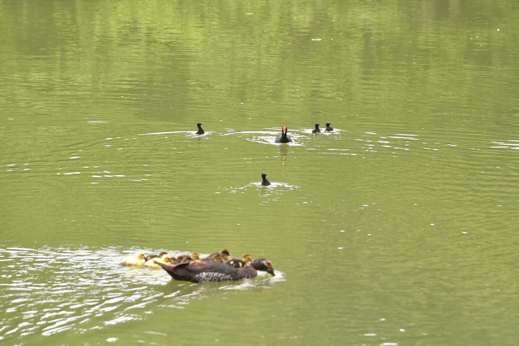 Madres paean sus hijos en el lago del Mirador del Sur