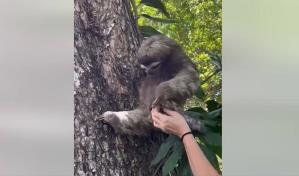 Un perezoso beb&eacute; cae de un &aacute;rbol y es reunido con su madre