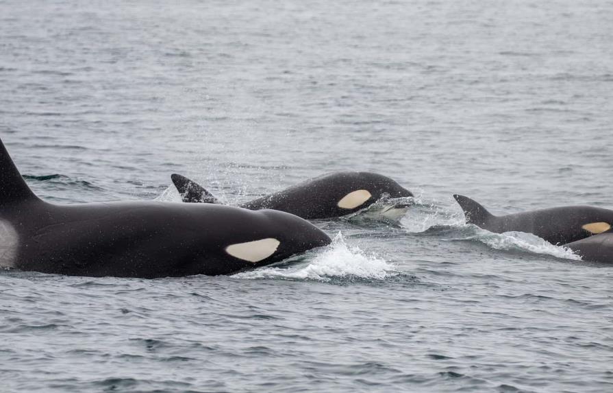 Hallan muerta una orca en el río Sena en Francia