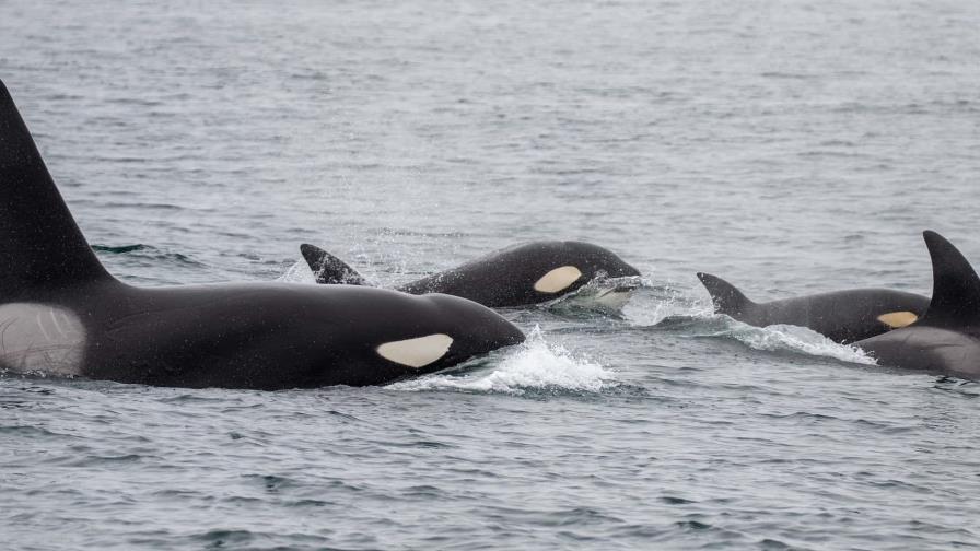 Hallan muerta una orca en el río Sena en Francia