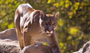 Una niña de 9 años sobrevive al ataque de un puma en Estados Unidos