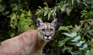 Niña de nueve años sobrevive al ataque de un puma en Washington