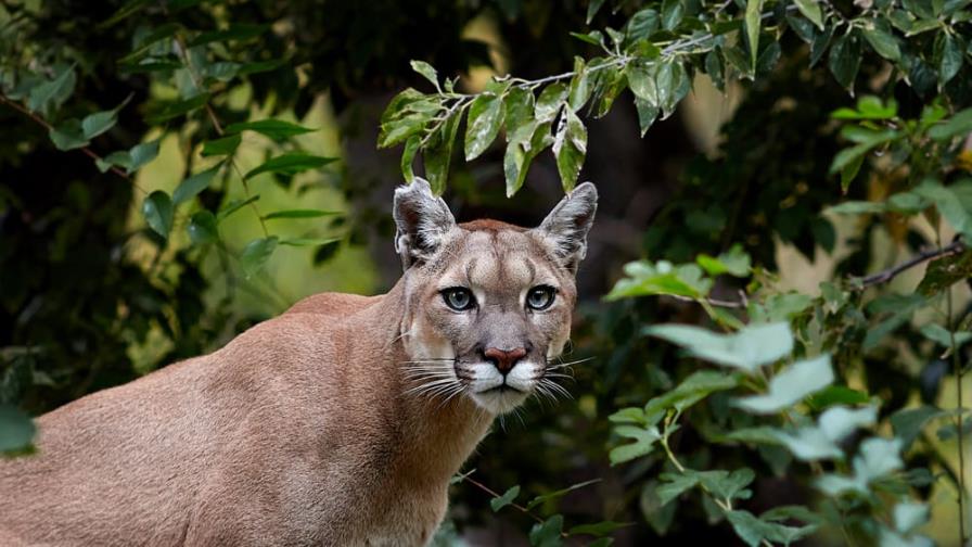 Niña de nueve años sobrevive al ataque de un puma en Washington