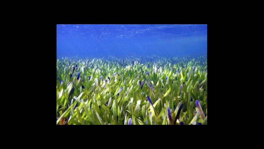 Descubren planta más grande del mundo en Australia