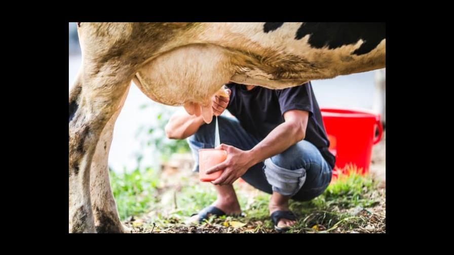 Sector lácteo se encamina hacia una producción sostenible