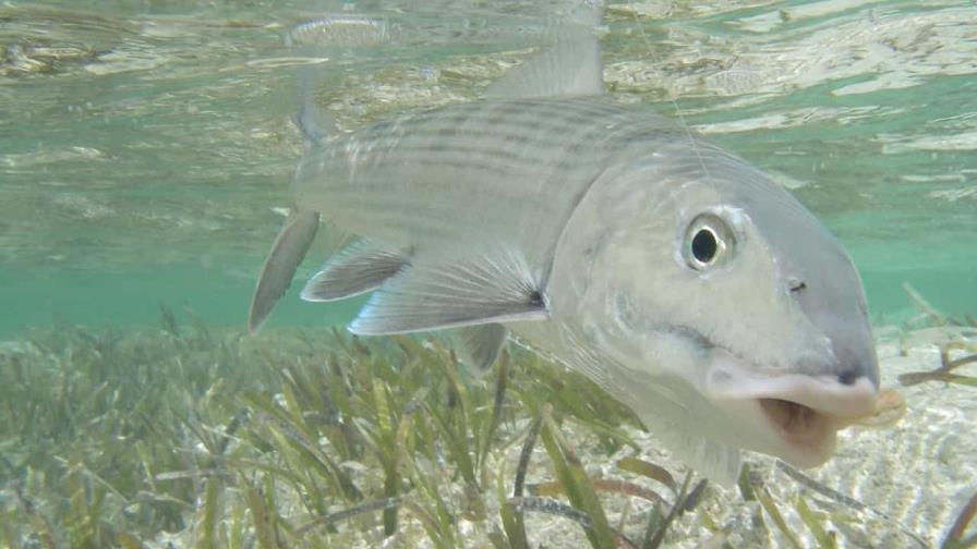 Peces de Florida presentan cantidad alarmante de medicamentos