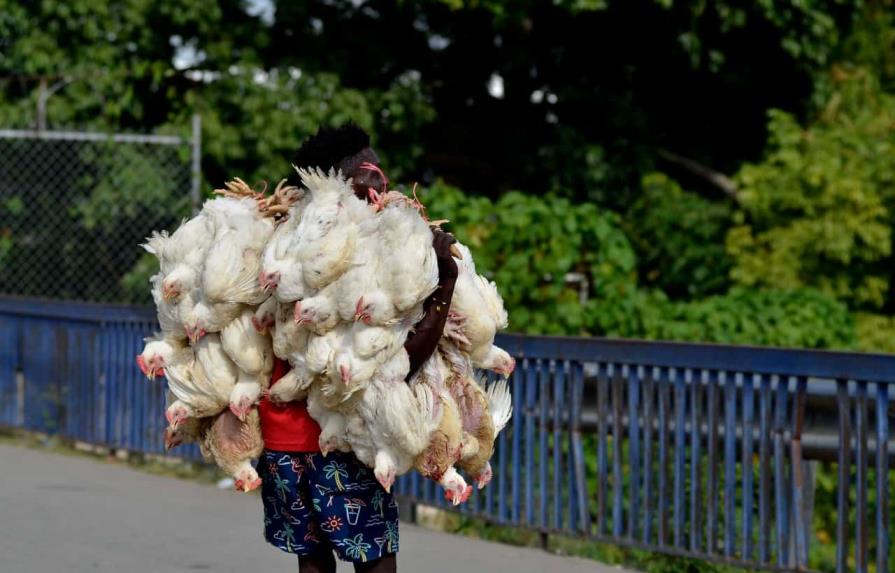 Productores avícola atribuyen a especulación los altos precios de la carne de pollo