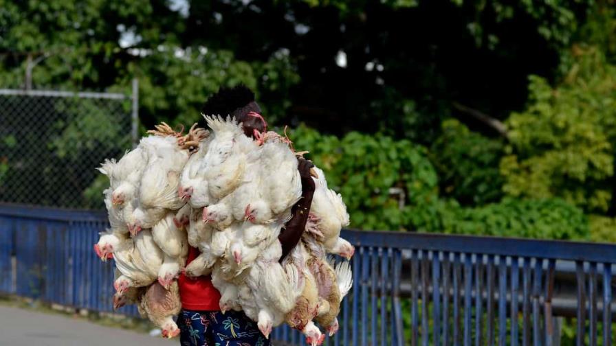 Productores avícola atribuyen a especulación los altos precios de la carne de pollo