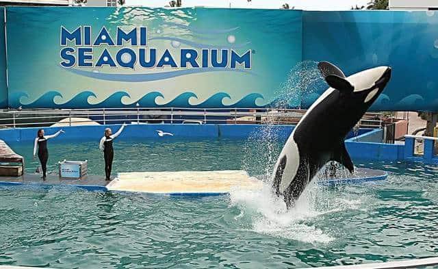 La orca Lolita se recupera de una grave enfermedad en el Miami Seaquarium