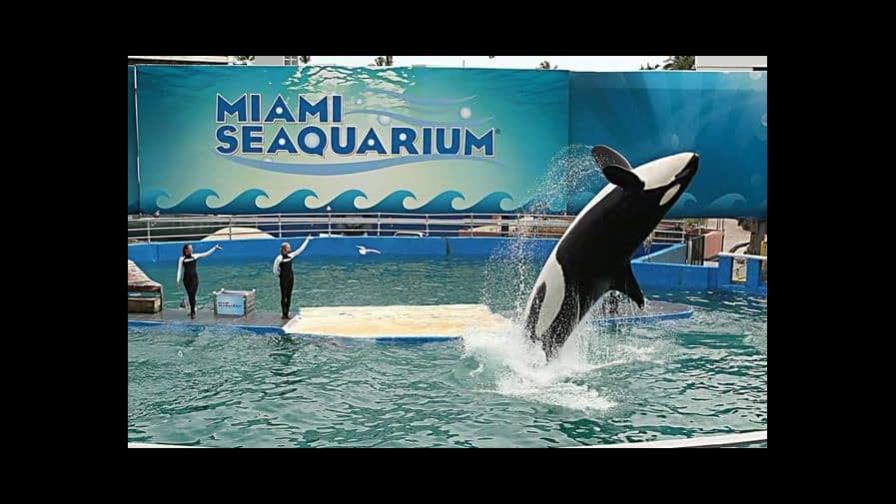 La orca Lolita se recupera de una grave enfermedad en el Miami Seaquarium