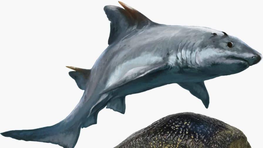 Descubren fósil de un tiburón de dientes planos en Colombia