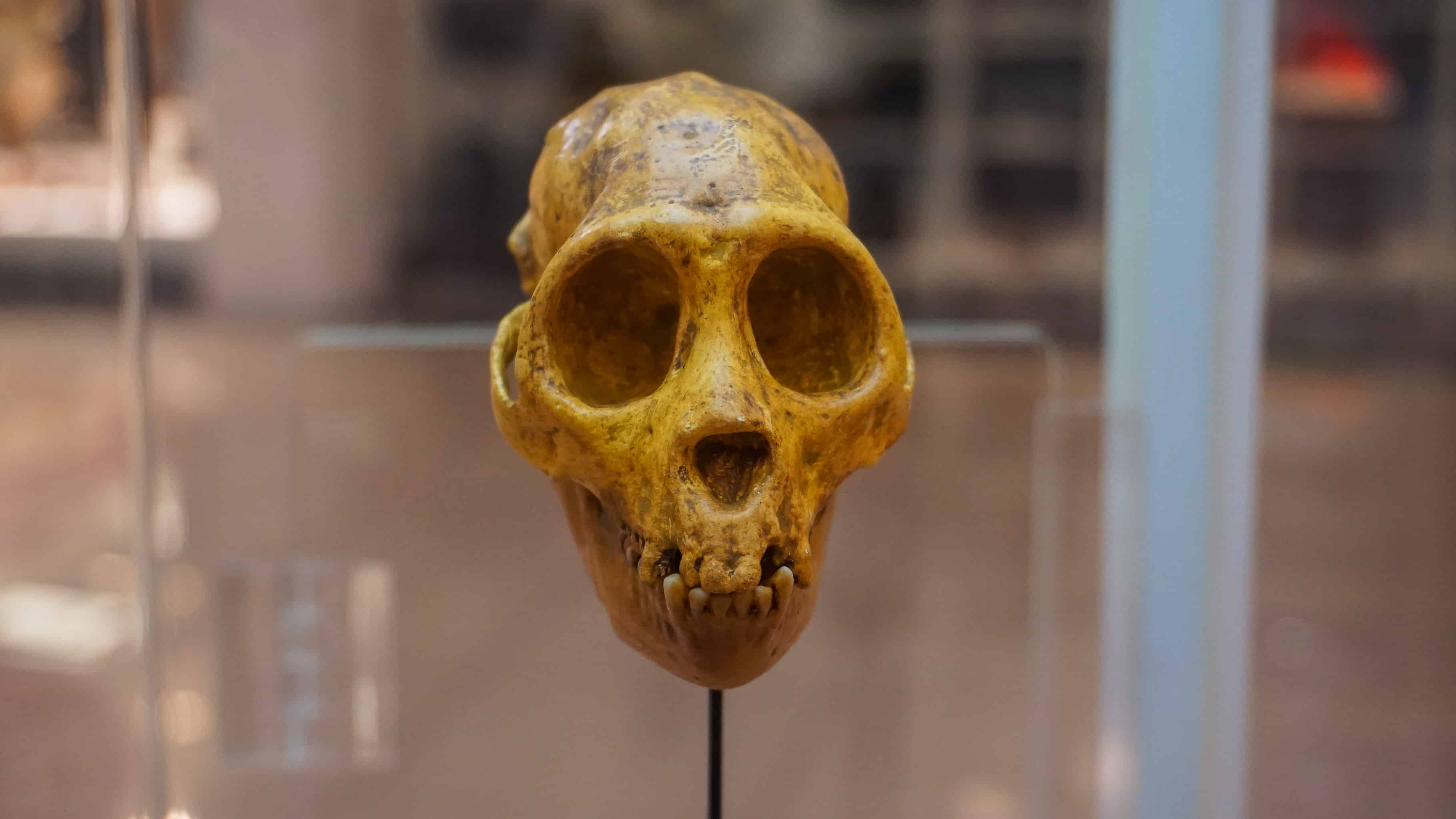 La Cabeza del Mono Dominicano Extinto, da título a la exposición.