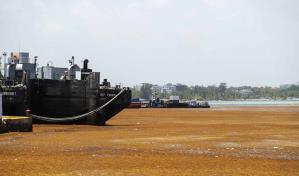 El sargazo se agolpa en costas de Santo Domingo